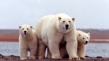 Una familia de osos polares en la costa del Refugio Nacional Ártico para la Vida Salvaje, en Alaska (EE. UU.)