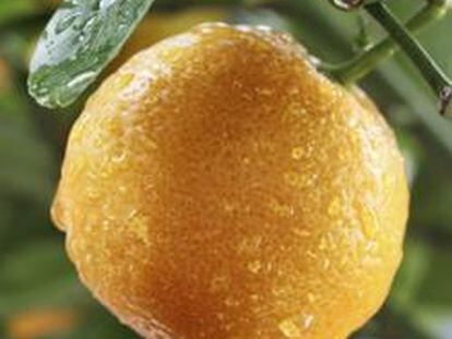 Cultivo de naranja