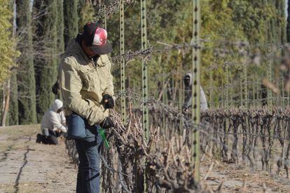Campesinos trabajan en el viñedo de Casa Madero, en Coahuilla, México