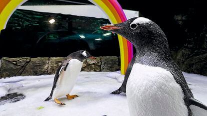 Los pingüinos homosexuales Sphen y Magic, que viven en el acuario Sea Life  de Sídney.