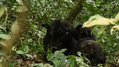 Momento en el que los chimpancés occidentales linchan a 'Erroll' hasta la muerte.