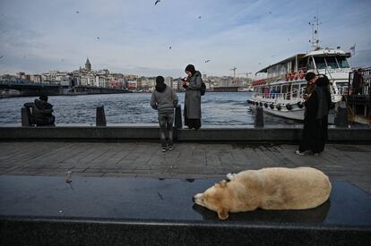 Un perro duerme en un banco cerca de una estación de ferri con la Torre de Gálata en el fondo, en el distrito de Eminonu en Estambul (Turquía).