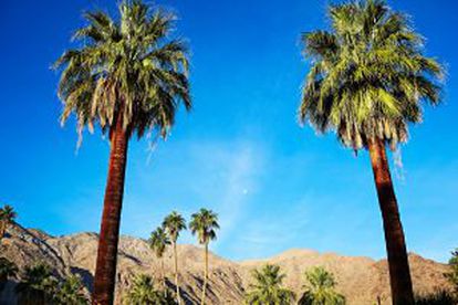Paisaje de palmeras en Palm Springs, California.