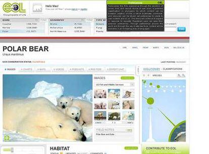Página de demostración de la Enciclopedia de la Vida, dedicada al oso polar, en el nivel de principiante.