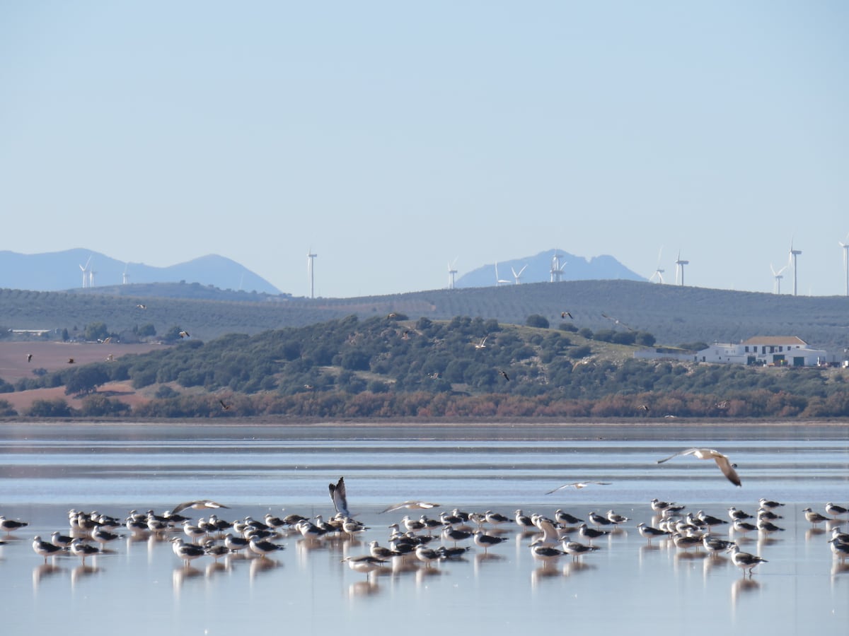 Las gaviotas trasladan en sus buches 400 kilos de plástico al año a una laguna donde crían miles de flamencos | Clima y Medio Ambiente