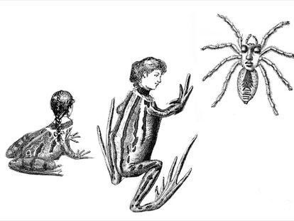 'Una araña sonámbula', ilustración de 'El libro de las fábulas y otras fabulaciones'.