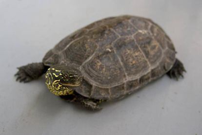 Ejemplar adulto de tortuga china de tres crestas.