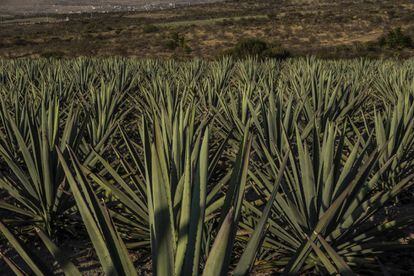 Vista de los campos de agave espadín en las cercanías de Santiago Matatlán, en el Estado mexicano de Oaxaca.
