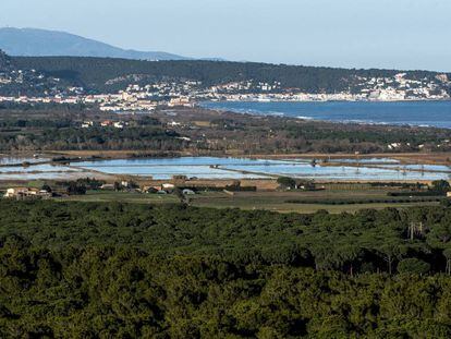 Pinares que forman un conector ecológico en el municipio de Pals.