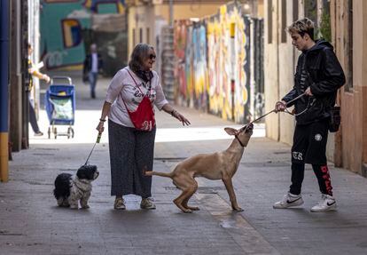 Los petardos, el ruido, afectan especialmente a los perros. Algunos animales padecen ansiedad, nerviosismo, vómitos, pérdida de apetito, cambio de hábitos.