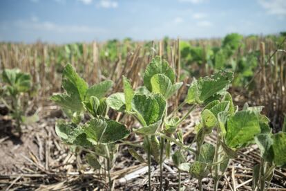 "Cultivar soja es más fácil que jugar en el lodo", reza un proverbio argentino. Capitanich dice que tiene que agradecer a los pesticidas por eso.