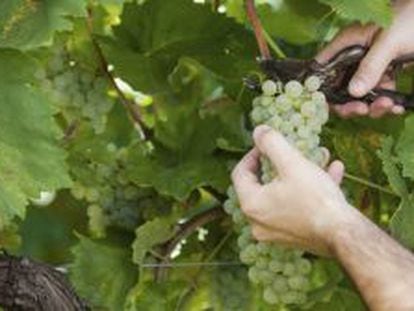 La cosecha manual se practica cada vez menos y el tradicional pisado de la uva se ha reducido a actos simb&oacute;licos.