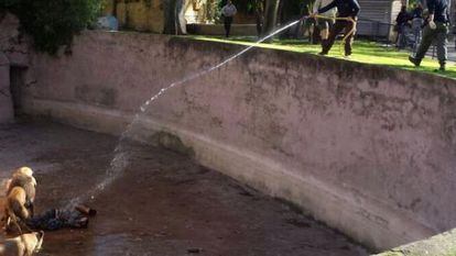 Operarios del zoo tratan de ahuyentar a los leones con agua mientras el hombre permanece en el suelo.