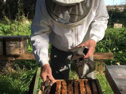 Un apicultor en Ranchos, en la provincia de Buenos Aires. 