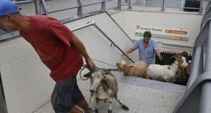 El pastor y un trabajador sacan las cabras por la entrada de FGC