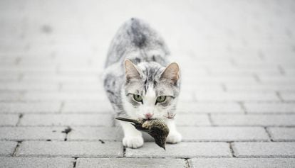 Un gato con un p&aacute;jaro en la boca. 