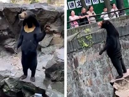 Vídeo | Un zoo chino desmiente que uno de sus osos sea un hombre disfrazado