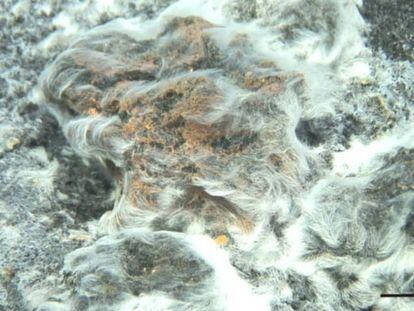 La comunidad bacteriana, a 130 metros de profundidad, forma un extenso tapiz microbiano de filamentos (llamados cabello de Venus) que cubre 2.000 metros cuadrados cerca de la cima del volcán.