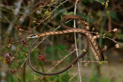 Serpiente de bronce a rayas ('Dendrelaphis caudolineatus').