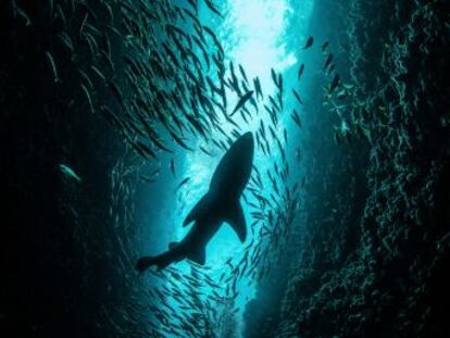 El mayor informe sobre biodiversidad, auspiciado por la ONU, advierte del impacto de la acción humana