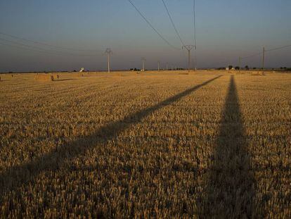 Campo de cereales en Castilla-La Mancha.