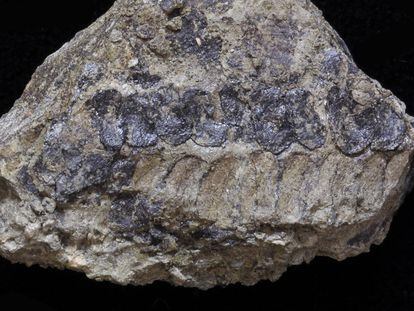 El fósil de una planta sin nombre de hace uno 400 millones de años que inmortaliza una de las estructuras reproductivas de las especies antiguas.