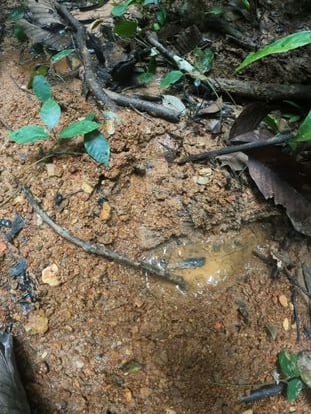 Una huella encontrada por el Ejército colombiano en la selva mientras buscaba el jueves a los niños.