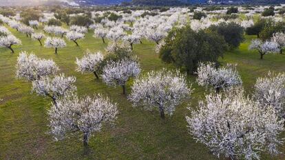 Almendros a la Serra Tramuntana de Mallorca.