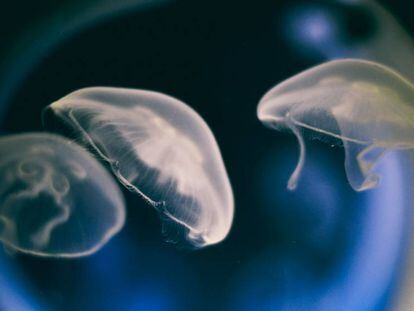 Dos de las medusas de la instalación de Robertina Sebjanic.