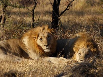 Dos leones en una reserva en Sudáfrica, en una imagen de archivo.