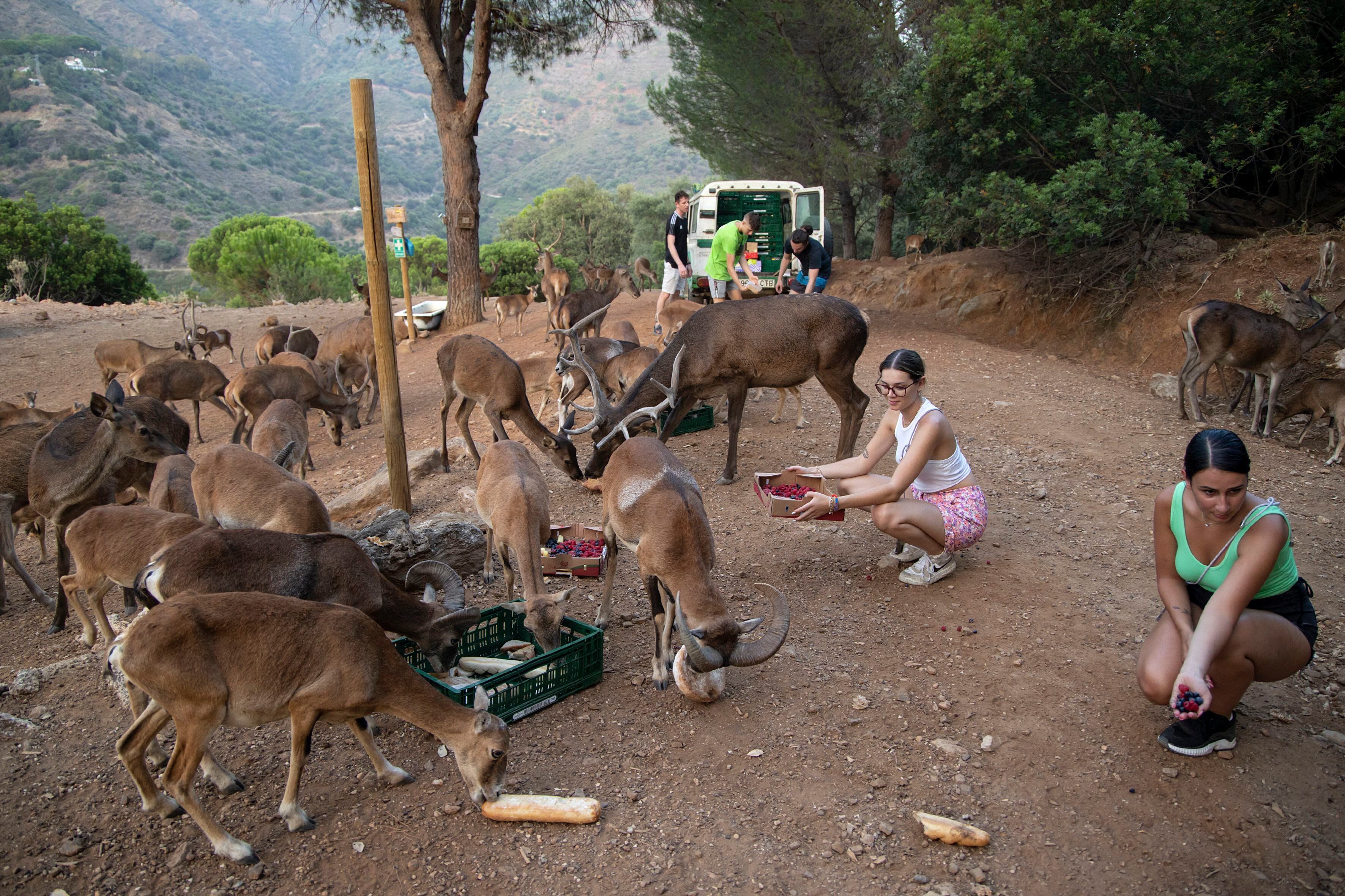 Varios voluntarios dan de comer a los animales de la Eco Reserva de Ojén, en Málaga. 