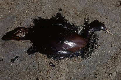 Cormorán durante la Guerra del Golfo (1991)