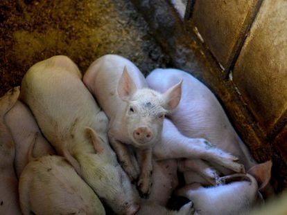 Una granja de cerdos en Vianí (Cundinamarca, Colombia) en agosto de 2020.