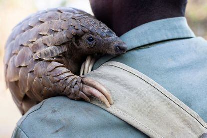 Un guía de una reserva animal de Zimbabue coge en brazos a "Marimba", una pangolina de diez kilos.