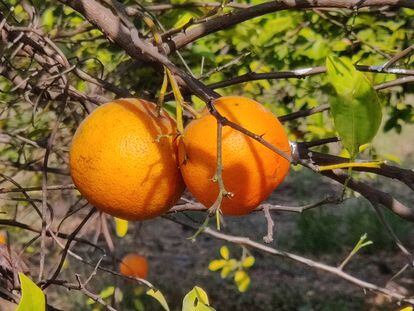 Imagen de archivo de unas naranjas.