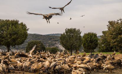 Buitres en el refugio de rapaces de Montejo de la Vega (Segovia) en 2015. La asociación WWF, que dirige el refugio, tiene un acuerdo con los ganaderos y mataderos locales para aportar un suplemento alimentario a los buitres.