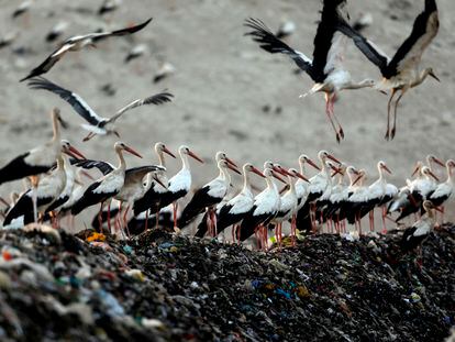 Un grupo de gaviotas, entre la basura de un vertedero.