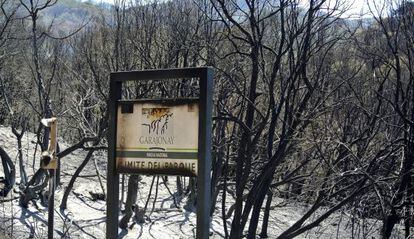 Terreno quemado en Vallehermoso, a la entrada del Parque Nacional de Garajonay.