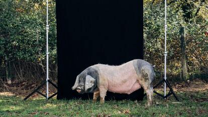 Ejemplar de cerdo pío negro o euskal txerri, en la granja de Arruitz (Navarra).