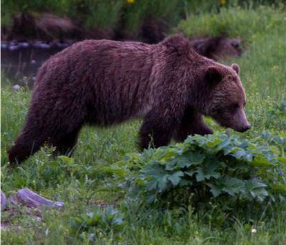 Un ejemplar del oso Grizzly, habitual en el norte de EE.UU y Canadá