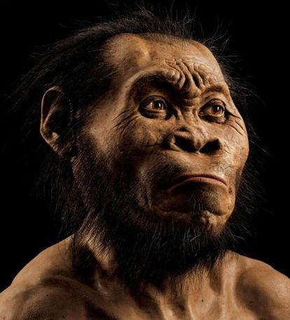 Reconstrucció de l''Homo naledi'.