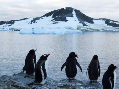 Pingüinos en un área de la Antártida.