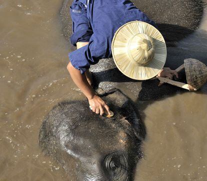 En Tailandia puede ayudara los ‘mahouts’a lavar elefantes.