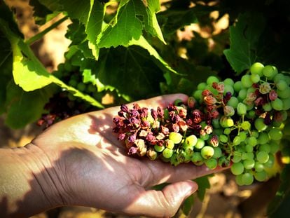 Un racimo quemado de una viña de garnacha en Bodegas Roda (Haro, La Rioja) a causa del calor.