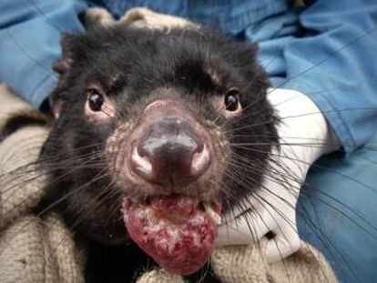 Un demonio de Tasmania, con el cáncer.