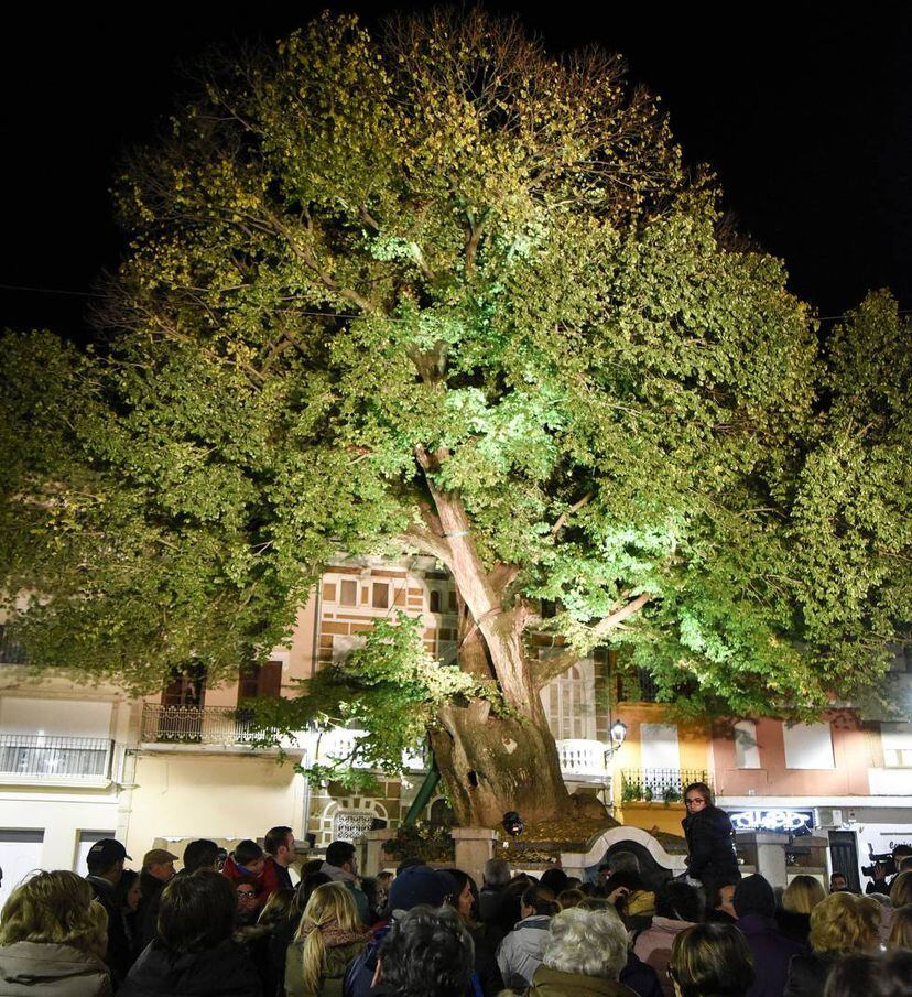 el-olmo-de-382-a-os-que-quiere-convertirse-en-el-rbol-europeo-del-a-o
