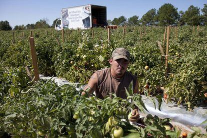 Un temporero de origen latino recoge tomates en una plantación en Steele, en Alabama.
