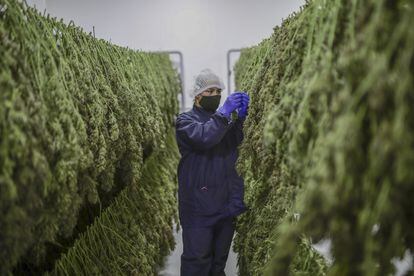 Una trabajadora revisa una planta de cannabis en un invernadero en Antioquia, Colombia, en noviembre de 2021.
