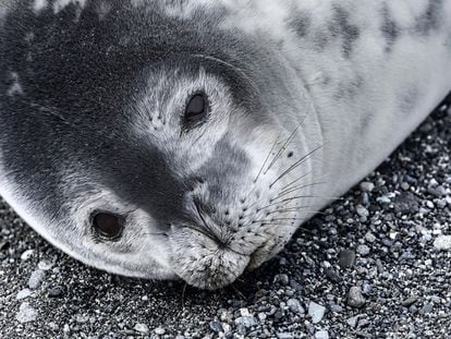 Una foca de Weddell.