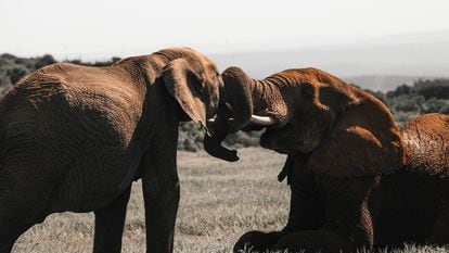 Dos elefantes interactuando en la sabana